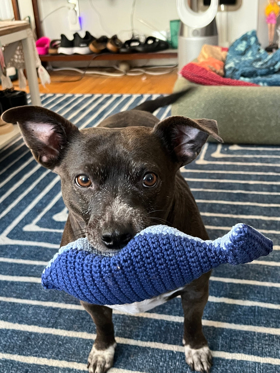 Fish Dog Toy Pattern