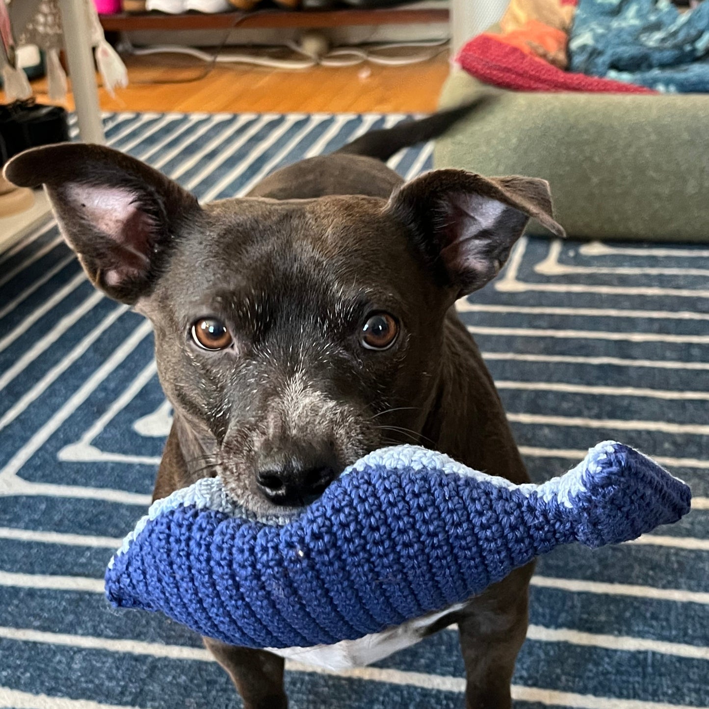 Fish Dog Toy - Easy PDF Crochet Pattern